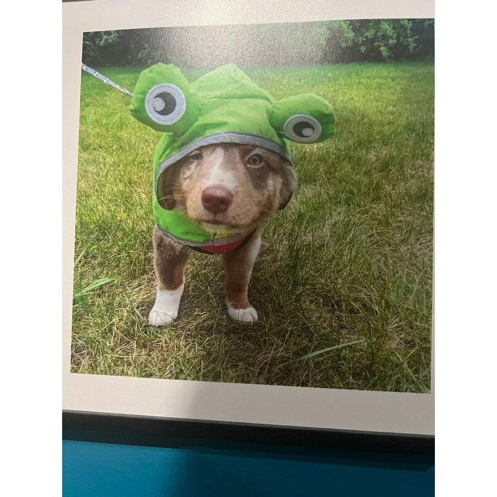 Dog Frog Raincoat Size Medium